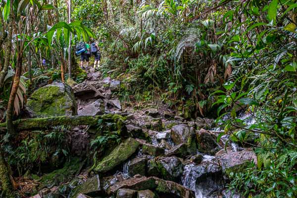 Roraima : sentier dans la forêt