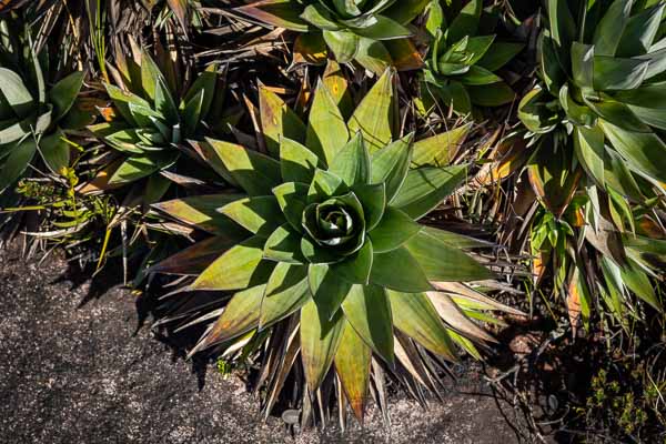 Roraima : Orectanthe sceptrum