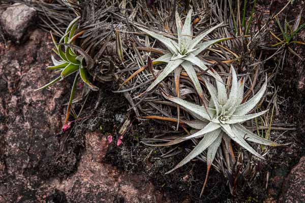 Roraima : plante