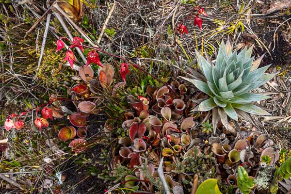 Roraima : plante carnivore (Heliamphora nutans)