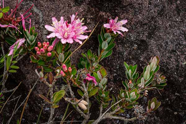 Roraima : fleurs (Bejaria imthurnii)