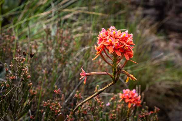 Roraima : orchidée (Epidendrum)