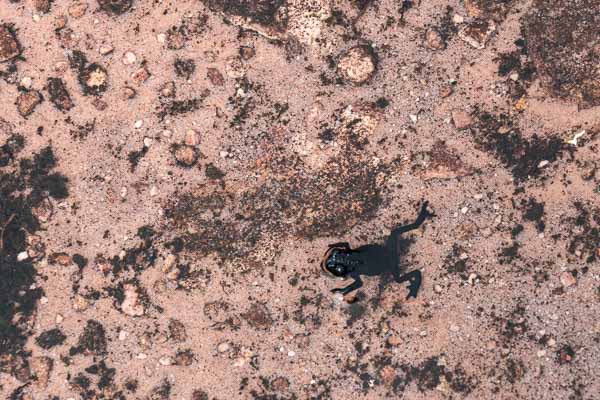 Roraima : grenouille endémique (Anomaloglossus roraima),  1 cm