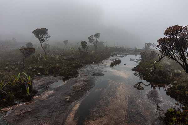 Roraima : brume