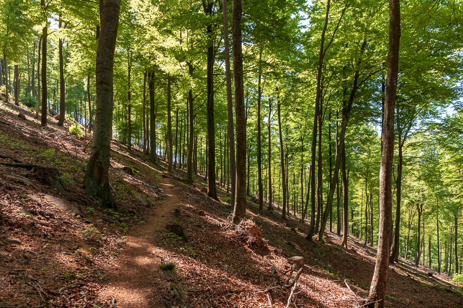 Montée dans la forêt