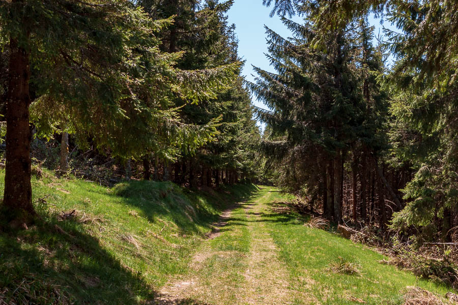 Entre le Champ du Messin et le col de la Katzmatt