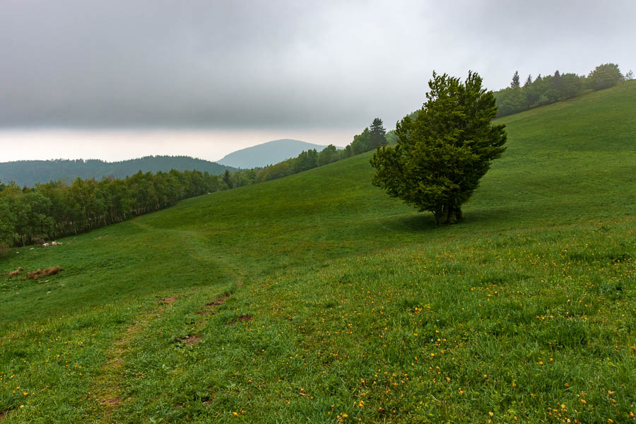 Près de la ferme-auberge du Grand Ballon