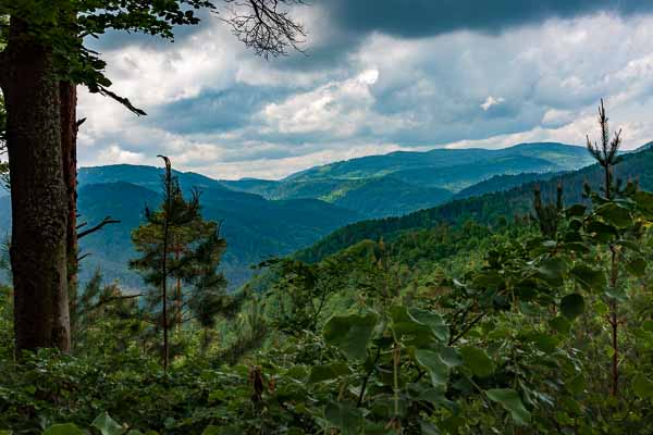 Entre Thannenkirch et Ribeauvillé : vue vers le Koenigsstuhl