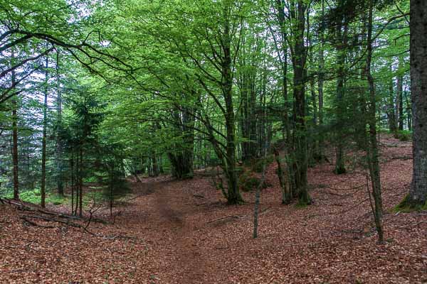 Sous-bois entre le col des Charbonniers et le ballon d'Alsace