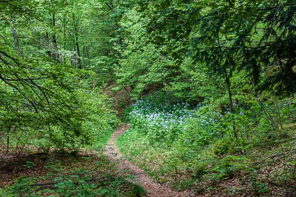 Sous-bois entre le col des Charbonniers et le ballon d'Alsace