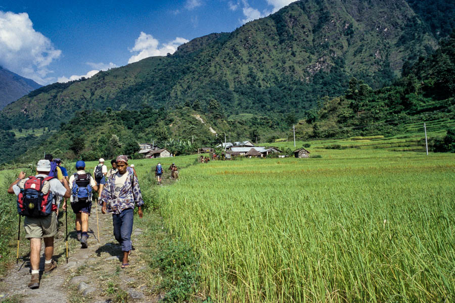 Sentier dans les rizières
