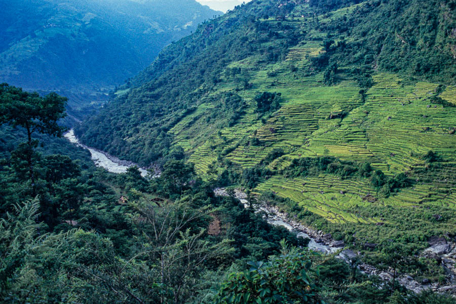 Rizières au-dessus de la Marsyangdi
