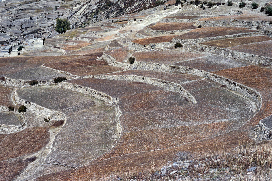 Champs d'orge