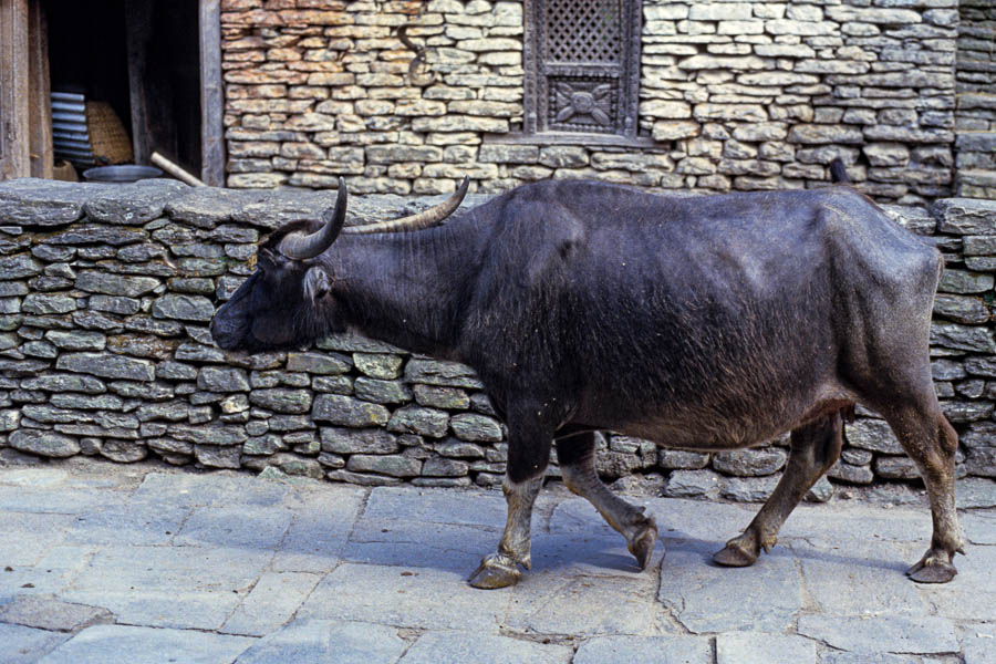 Bufflonne à Dana