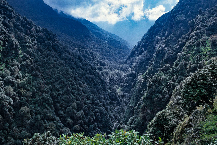 Jungle