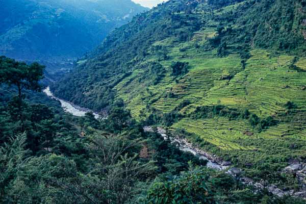 Rizières au-dessus de la Marsyangdi