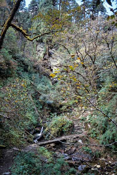 Jungle où rôde le tigre