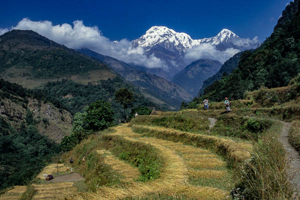 Landrung, rizière et Annapurna sud