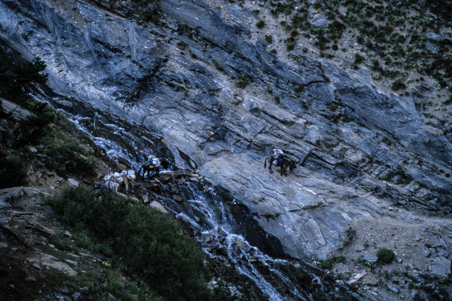 Passage délicat pour les mules