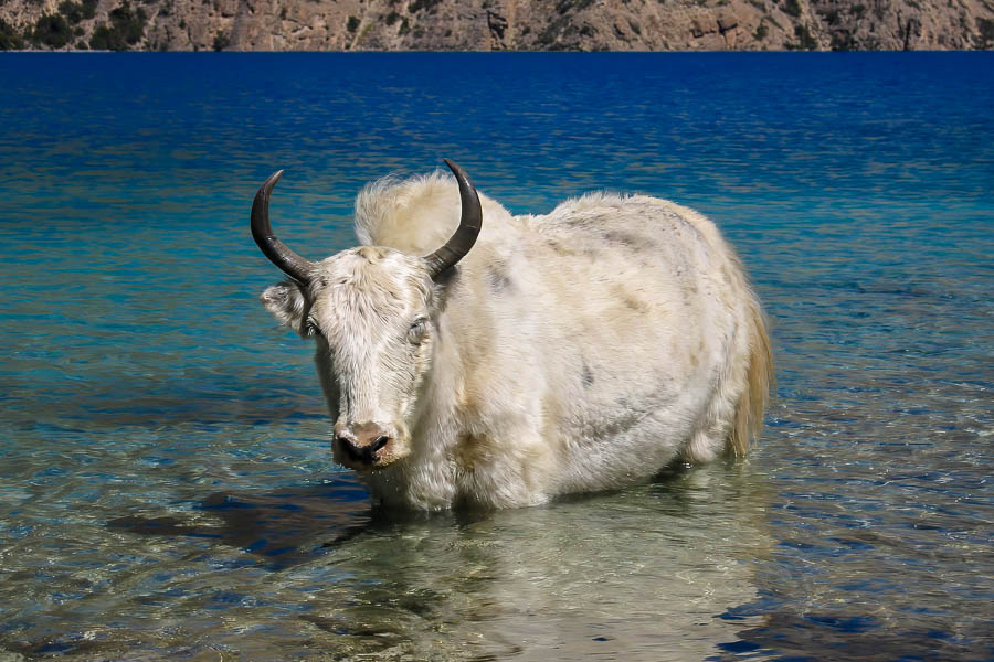 Yak blanc du lac Phoksundo