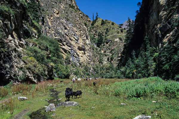 Lahini, vaches et grimpette du sentier
