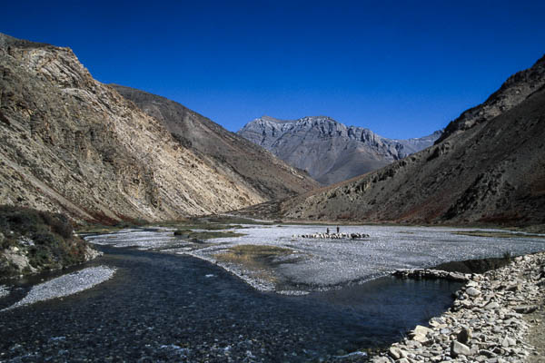 Rivière Tarap, troupeau de moutons