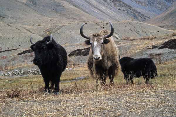 Yaks