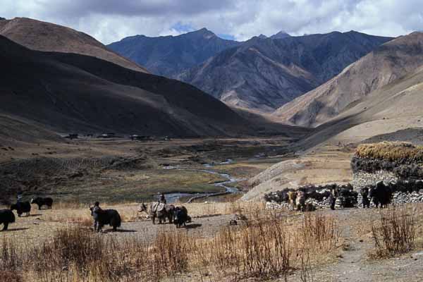 Yaks près de Thoro