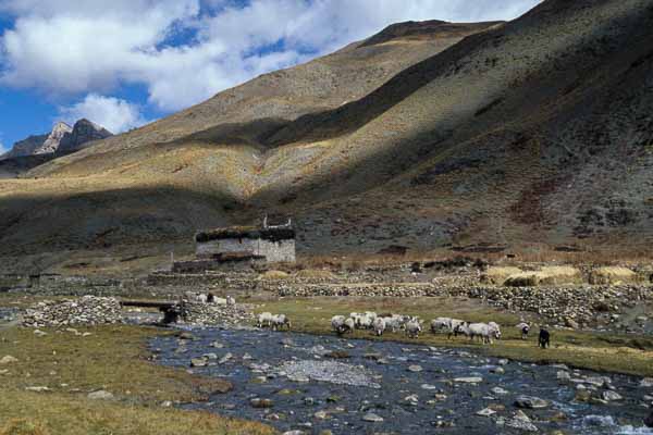 Moutons près d'un pont