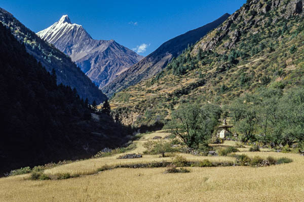 Vallée de Pungmo, champs, chorten