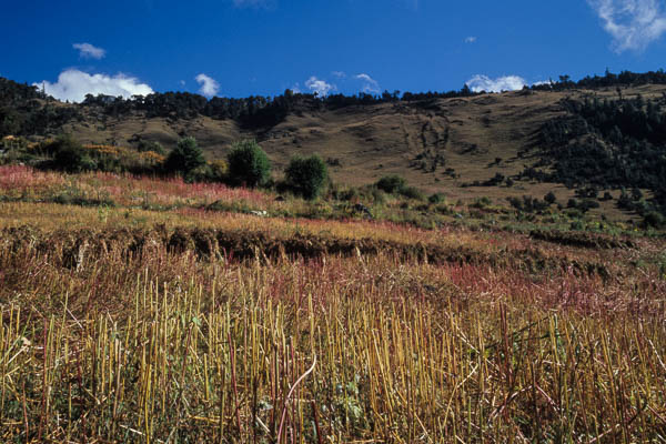 Chaumes colorés