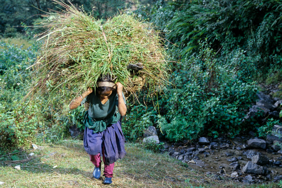 Jeune porteuse de foin