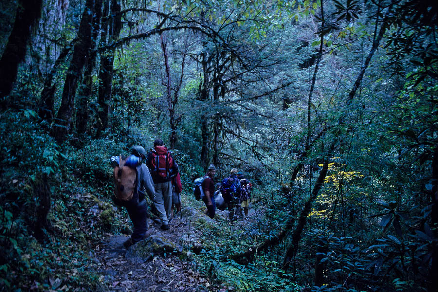 Forêt dense