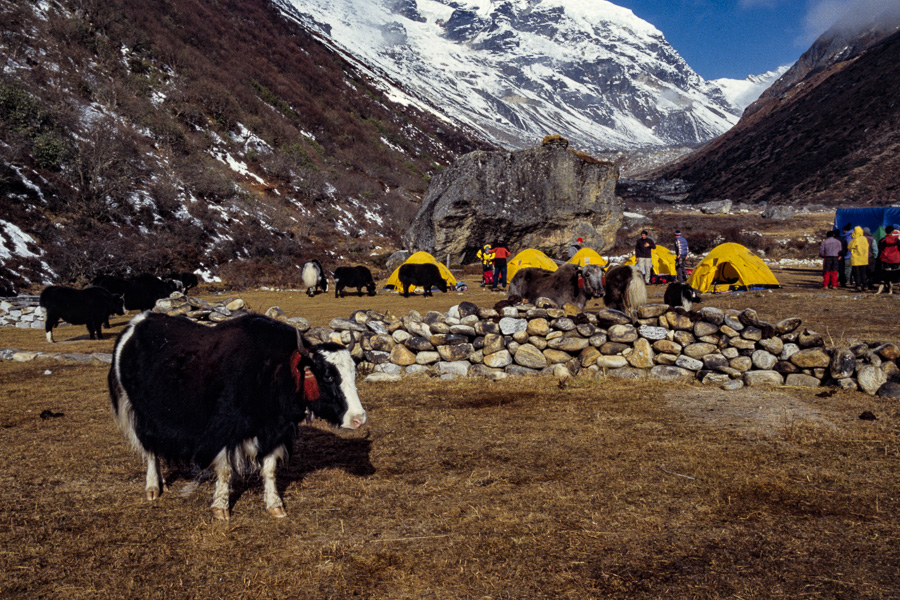 Camp et yaks