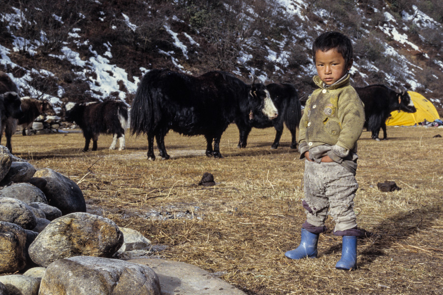 Petit gardien de yaks