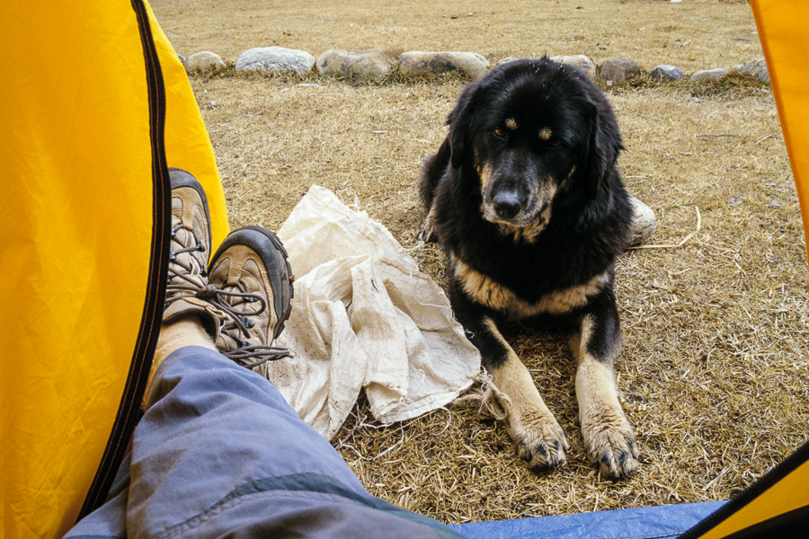 Chien (kukur) gardant ma tente