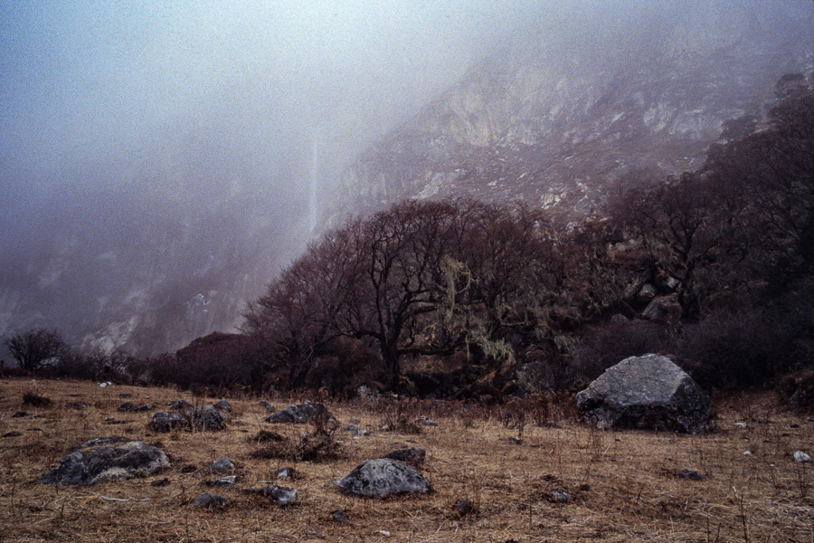 Arbre dans la brume entre Kambachen et Ghunsa