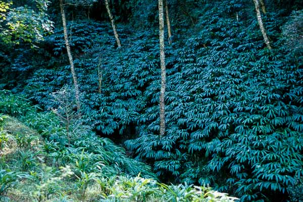 Cardamome