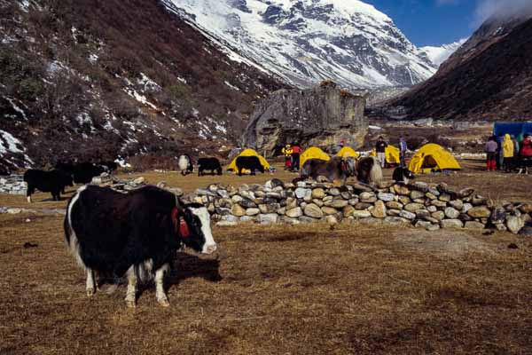 Camp et yaks