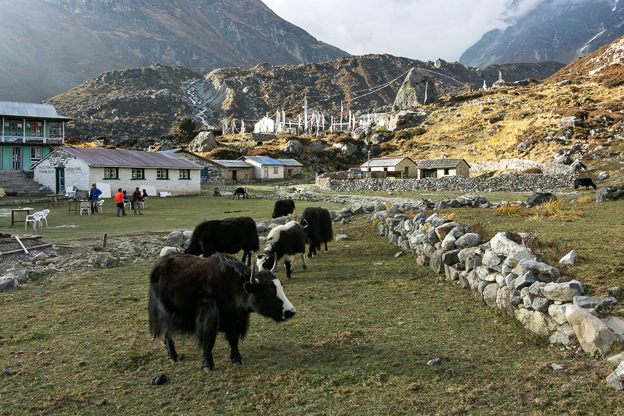 Kyangjin, yaks et gompa