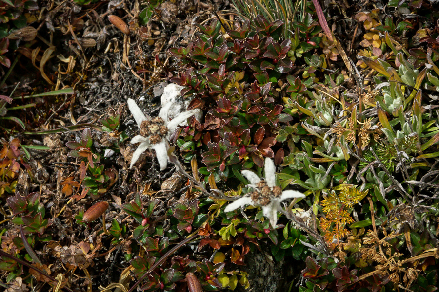 Edelweiss