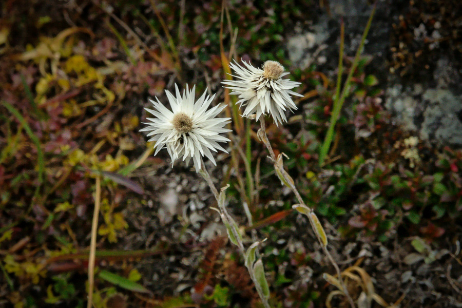 Fleurs d'altitude