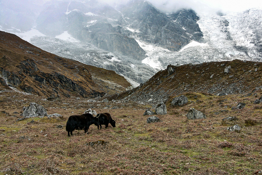 Yaks