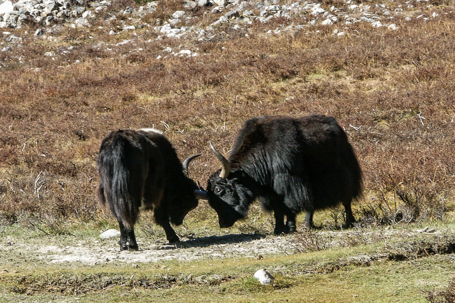 Yaks à Langshisa Kharka