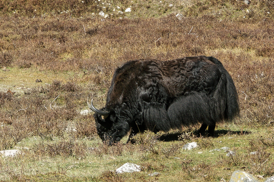 Yak à Langshisa Kharka