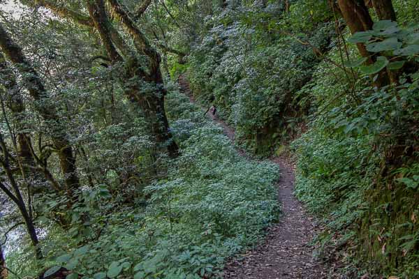 Sentier en forêt