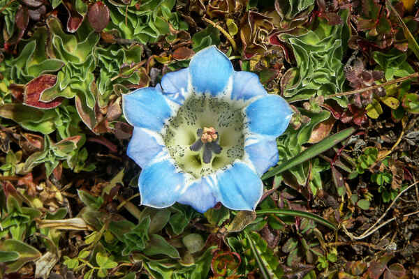 Gentiane (Gentiana ornata)