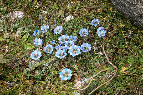 Gentianes (Gentiana ornata)