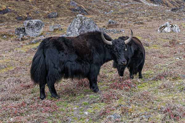 Yaks