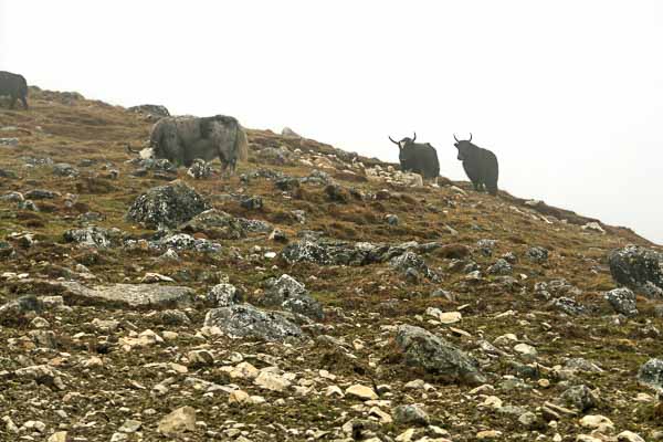 Yaks dans la brume à Yala Kharka